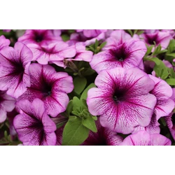 Petunia atkinsiana