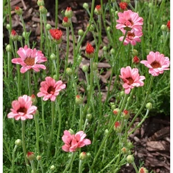 Rhodanthemum hosmariense 'Zagora Pink Vigorous'