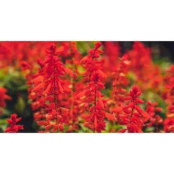 Salvia splendens
