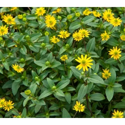 Sanvitalia procumbens