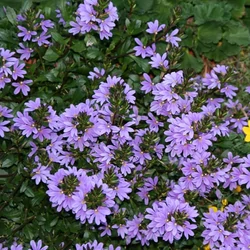 Scaevola saligna