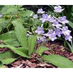 Fokföldikankalin bolyhos ámpolnás - Streptocarpus saxorum 20/30cm K26cm