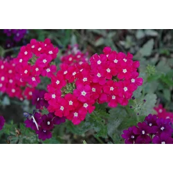 Verbena 'Empress'