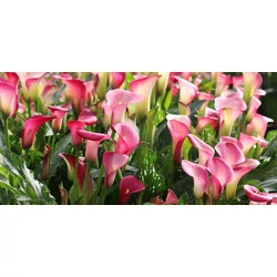 Zantedeschia