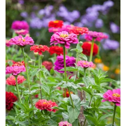 Zinnia elegans
