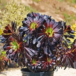  Aeonium arboreum 'Zwartkop'