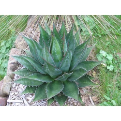 Agave montana