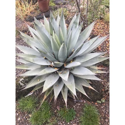 Agave parryi