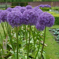 Díszhagyma lila - Allium  'Globemaster' 20/40cm K2l