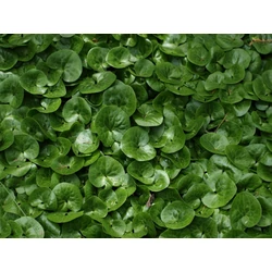 Asarum europaeum