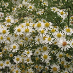 Őszirózsa tűlevelű fehér - Aster ericoides 'Weisser Zwerg' 10/20cm K9x9cm