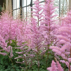 Tollbuga kert rózsaszín - Astilbe arendsii 'Anita Pfeifer' 20/40cm K2l