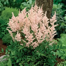 Tollbuga japán világos barackszínű - Astilbe japonica 'Peach Blossom' 20/40cm K2l