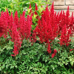 Tollbuga japán vörös - Astilbe japonica 'Red Sentinel' 20/40cm K2l