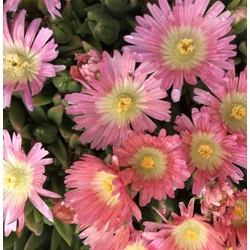 Délvirág barack-rózsaszín - Delosperma sutherlandii 'Peach Star' 5/10cm K9x9cm