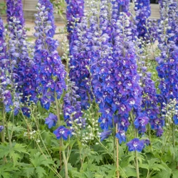 Szarkaláb liláskék - Delphinium  'Dasante Blue' 20/30cm K14cm