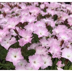 Szegfű pünkösdi halvány rózsaszín - Dianthus 'Whatfield Wisp' 10/20cm K9x9cm