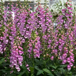 Gyűszűvirág pettyegetett  lilás rózsaszín - Digitalis 'Panther' 20/30cm K14cm