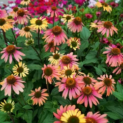 Kasvirág lazacrózsaszín-világossárga - Echinacea 'Summer Coctail' 20/30cm K14cm