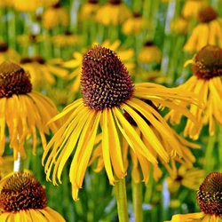 Kasvirág sárga - Echinacea paradoxa 10/20cm K9x9cm