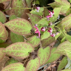 Tündérvirág vöröslő sötét rózsaszín virágú bordó-zöld levelű - Epimedium x rubrum 10/20cm K9x9cm