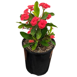  Euphorbia milii 'Charlotte'