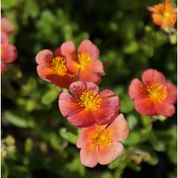 Helianthemum 'Mette'