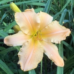 Sásliliom barackszínű sárga torokkal - Hemerocallis 'Cinnamon Pleasure' 20/40cm K2l
