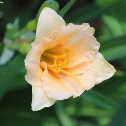 Sásliliom halvány narancssárga - Hemerocallis 'Longfields Kitten' 20/30cm K14cm