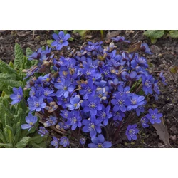 Hepatica nobilis