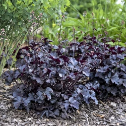 Tűzeső feketésbordó lombú - Heuchera 'Black Pearl' 20/30cm K14cm