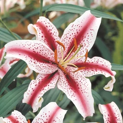 Liliom fehér bordó csíkkal pöttyös - Lilium oriental 'Dizzy' 30/40cm K14cm
