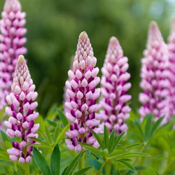 Lupinus polyphyllus 'Legendary Rose Shades'