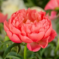 Bazsarózsa lazacrózsaszín - Paeonia hybr. 'Coral Sunset' 30/40cm K3l