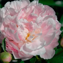 Bazsarózsa illatos rózsaszín-fehér - Paeonia lactiflora 'Catharina Fontyn' 30/40cm K3l