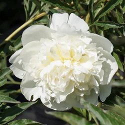 Bazsarózsa illatos fehér - Paeonia lactiflora 'Duchesse de Nemours' 30/40cm K3l