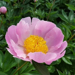 Bazsarózsa illatos rózsaszín-sárga - Paeonia lactiflora 'Nymphe' 30/40cm K3l