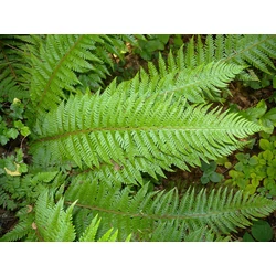 Polystichum aculeatum