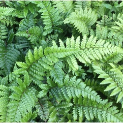 Polystichum polyblepharum