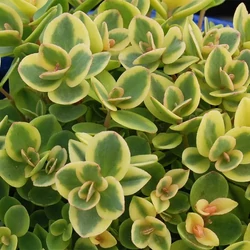 Varjúháj szürkészöld lombú - Sedum 'Sunsparkler Lime Twister' 20/30cm K14cm