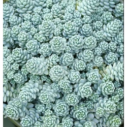 Varjúháj göndör ezüstös - Sedum dasyphyllum 'Silver Rose' 5/10cm K9x9cm