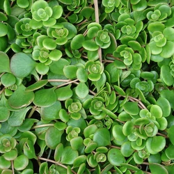 Varjúháj - Sedum tetractinum 5/10cm K9x9cm