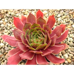 Kövirózsa zöld-vörös lombú - Sempervivum 'Othello' 10/20cm K10,5cm