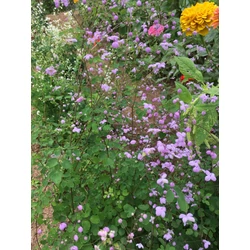 Bórkóró szárnyastermésű lilás rózsaszín - Thalictrum 'Splendide' 20/30cm K14cm