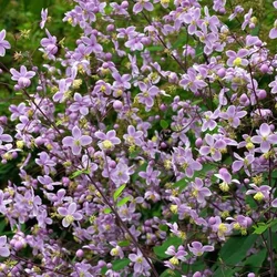 Borkóró mezei - Thalictrum rochebrunianum 20/30cm K14cm