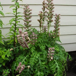 Acanthus hungaricus