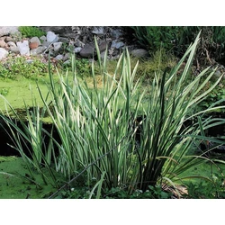 Acorus calamus 'Variegatus'