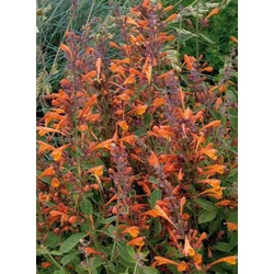 Agastache 'Mango Tango'