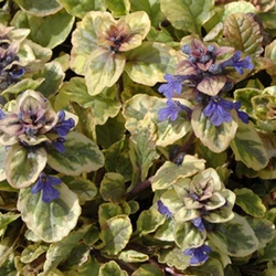 Ínfű indás sárga tarka lombú - Ajuga reptans 'Golden Glow' 10/20cm K9x9cm