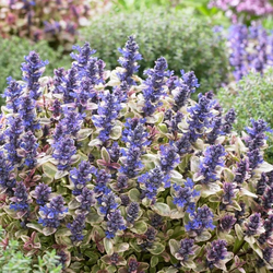 Ajuga tenorii 'Princess Nadia